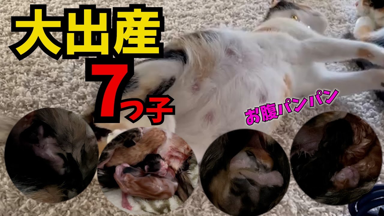 【感動】まだ１歳にもならない母猫の5時間にもおよぶ大出産！！！！