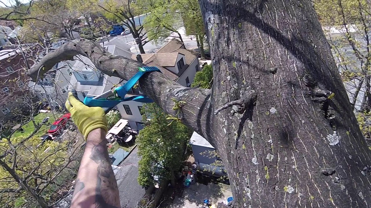 Rookie SRT Climb and Oak Tree Removal With Petzl ZigZag (Part 1)