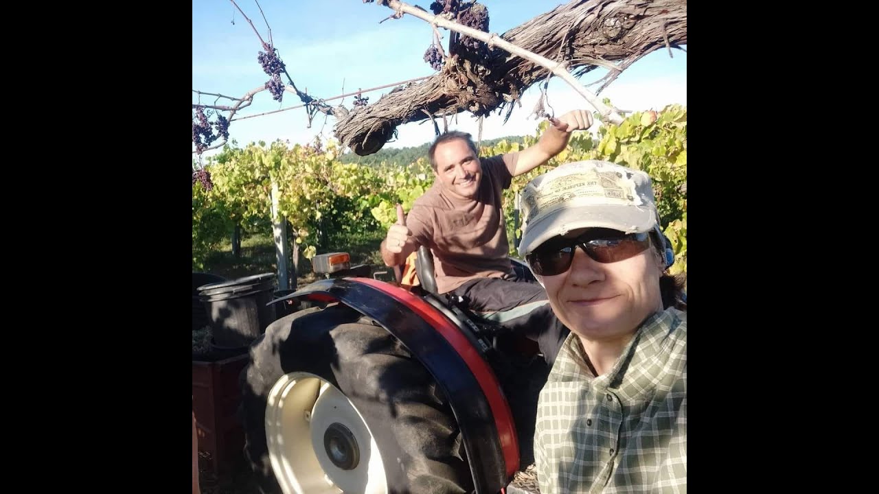 Vindimas Alvarinho 2020
