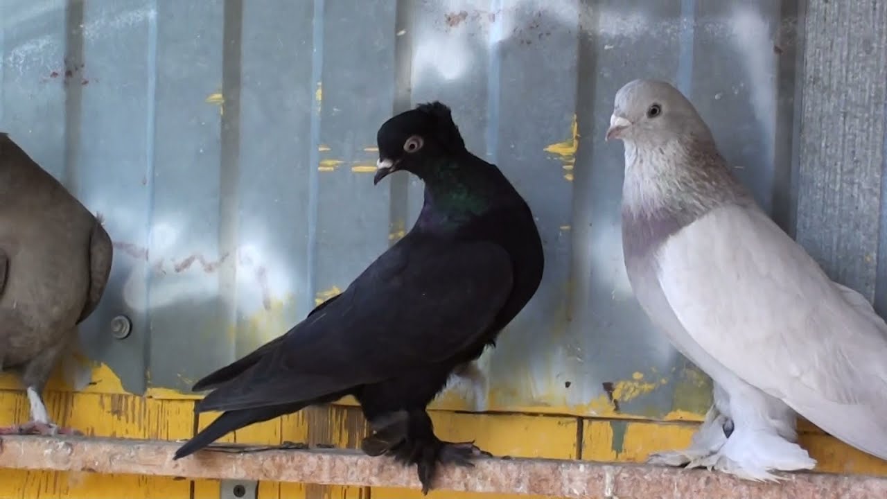 PIGEONS.ГОЛУБИ. МАЙСКИЙ ГОН.УЖЕ НА ВЫСОТЕ!!!