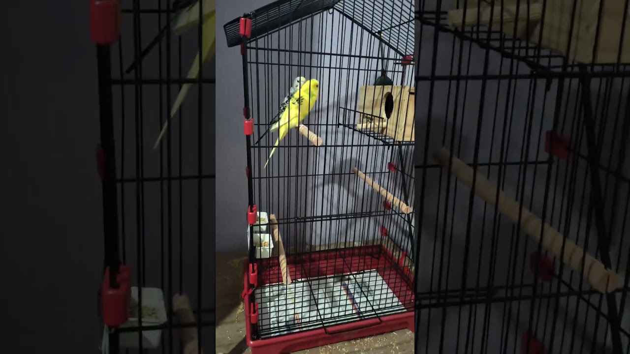 A escolha da cor da gaiola, Branca ou Preta? #periquitosaustralianos  #aves #animals