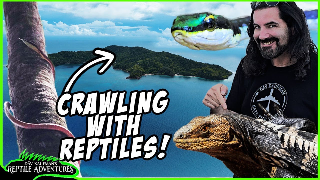 HOG ISLAND - MORE THAN JUST BOAS! Reptiles of Hog Island, Honduras!