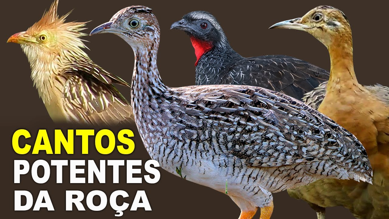 CANTOS DE AVES MAIS FORTES da RO&Ccedil;A | CANTOS DA RO&Ccedil;A