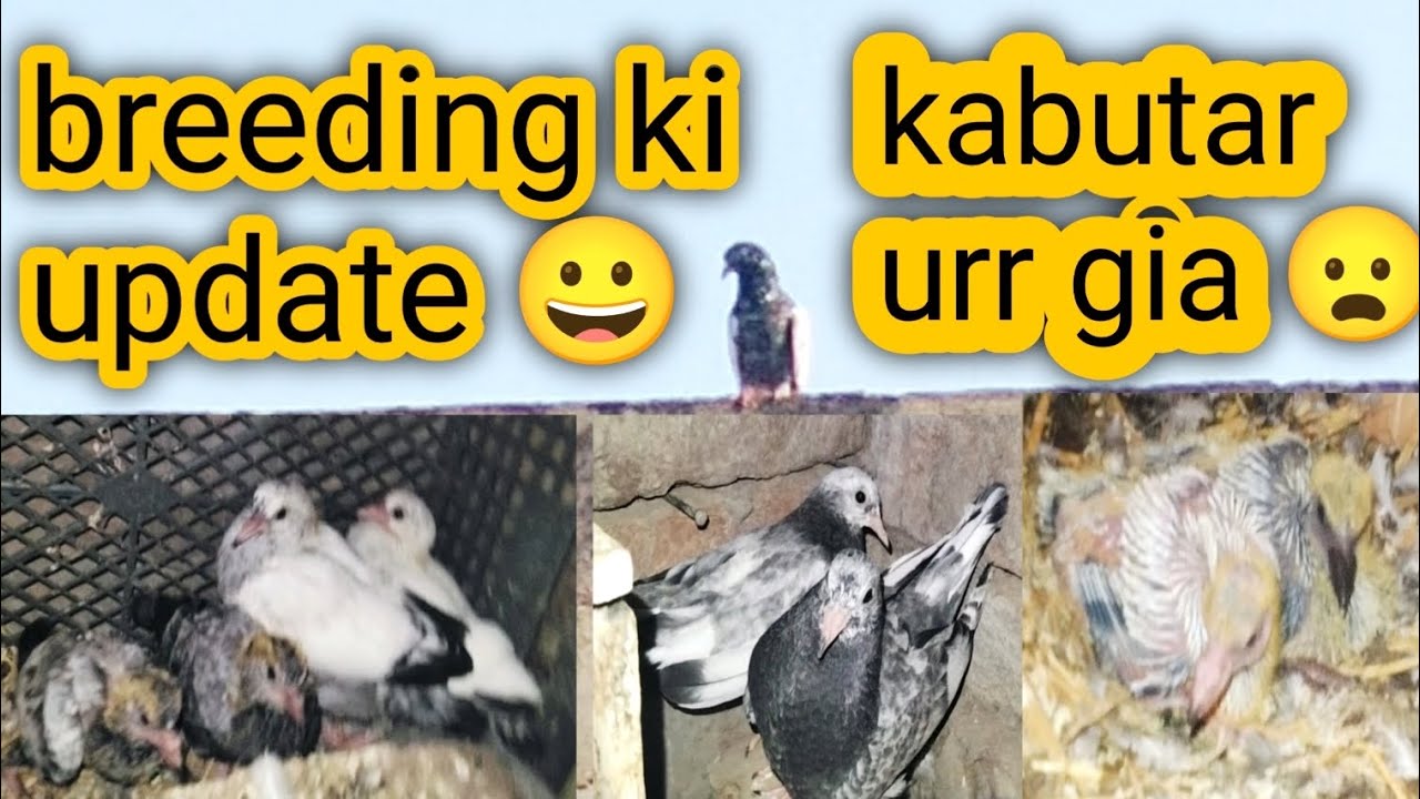 Breeding ki update  bache hi bache ho gae 😀 Zaibi Lgnd pigeon 🤫