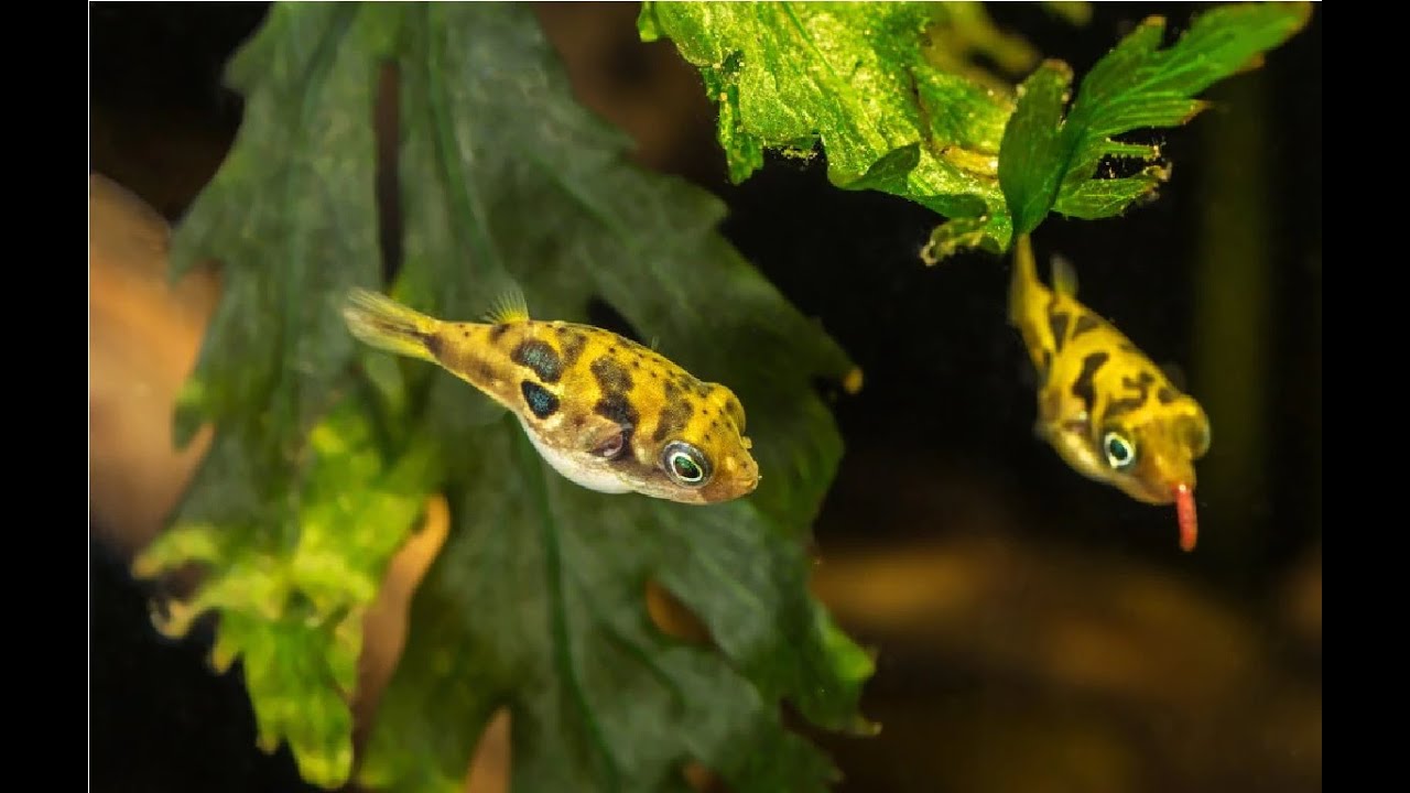 Pez globo Enano (Puffer Pea)(Dwarf Puffer)/FICHA