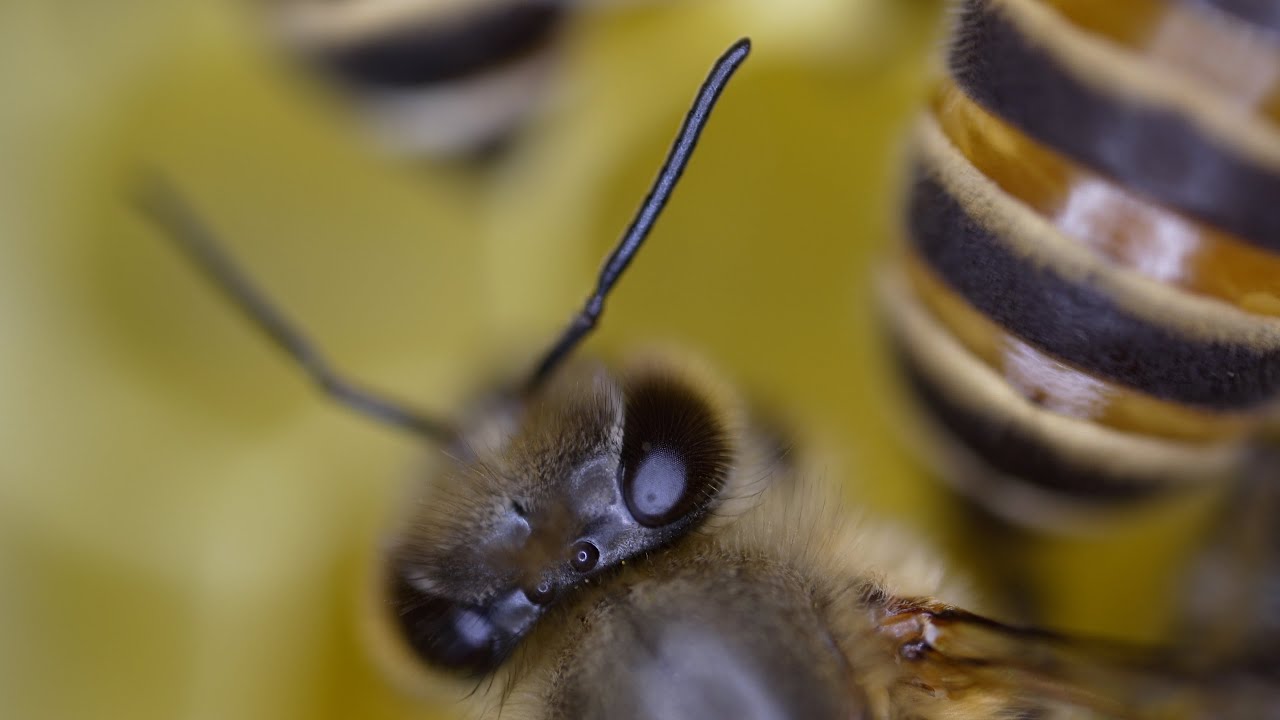 Super Macro! Life of Japanese honeybees in observation hive.