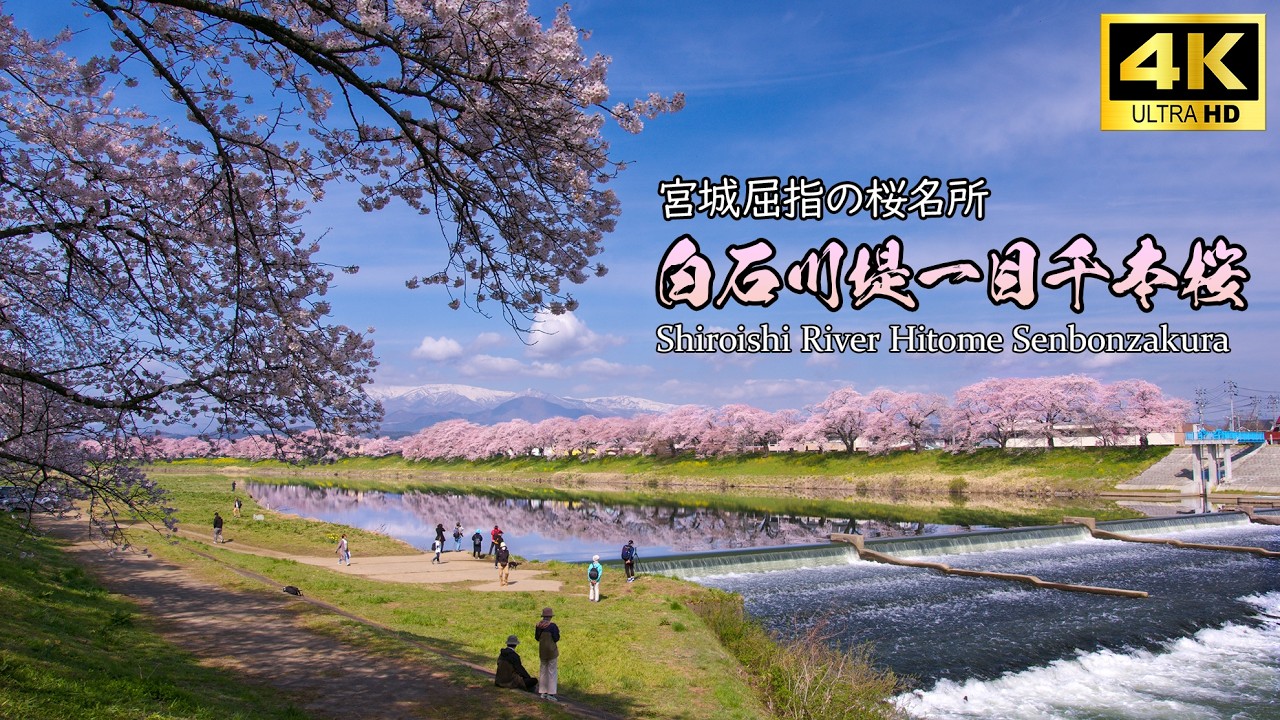 白石川堤一目千本桜 東北の春の風景 Japan 4K  Ultra HD Cherry Blossoms view of Hitome-Senbon-sakura