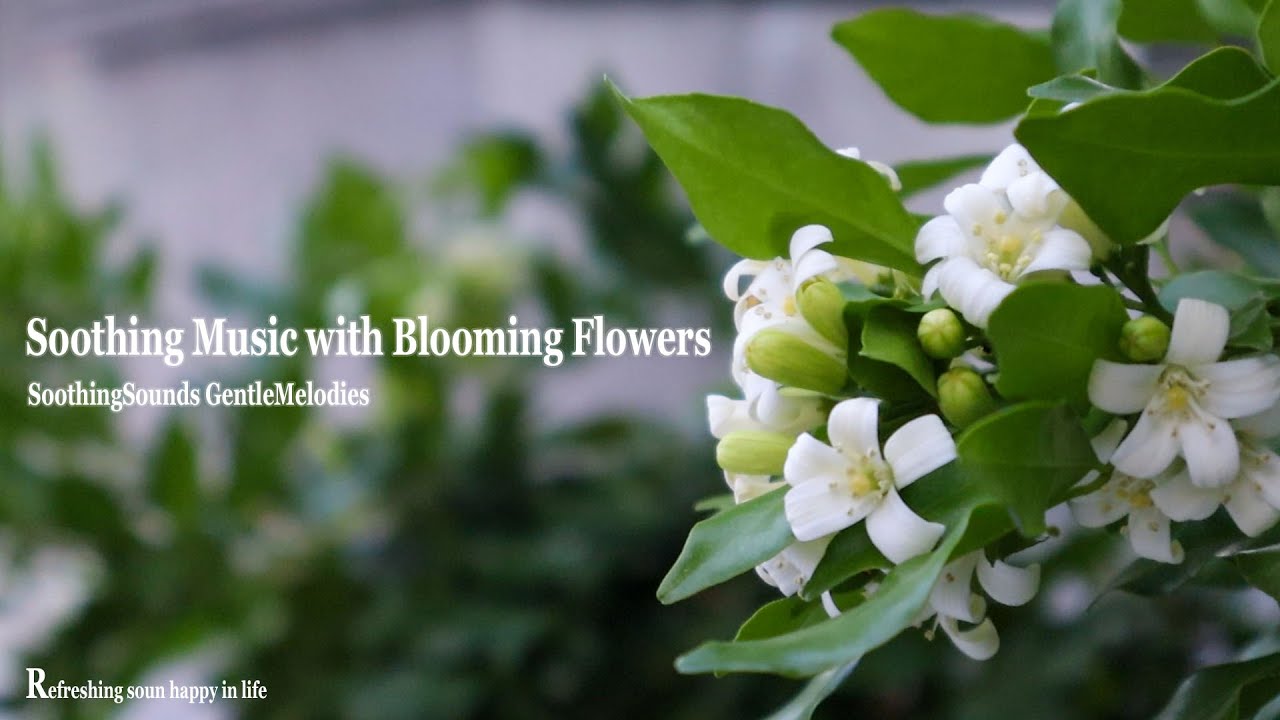 Soothing Music with Blooming Flowers