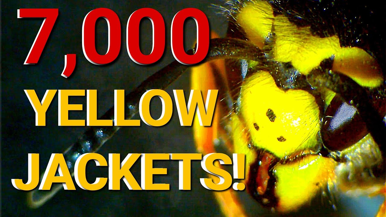 German Yellow Jackets Nest INFESTATION in garage soffit | 7,000 Yellow Jackets! \ Wasp Nest Removals