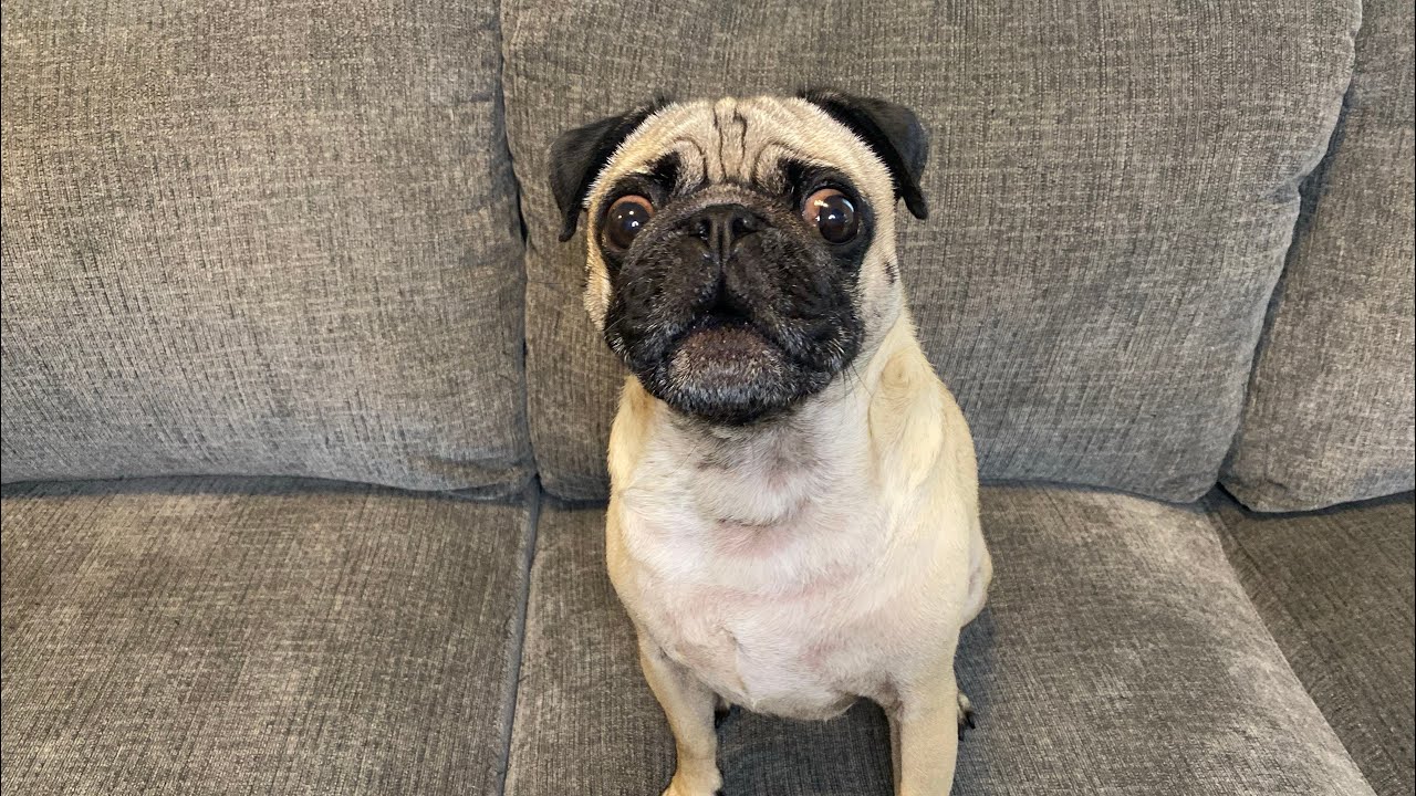 Pug Bowser Barking