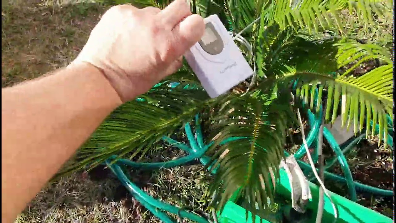 BestpalmTV. Jak wyglądają uszkodzenia mrozowe u cycas revoluta