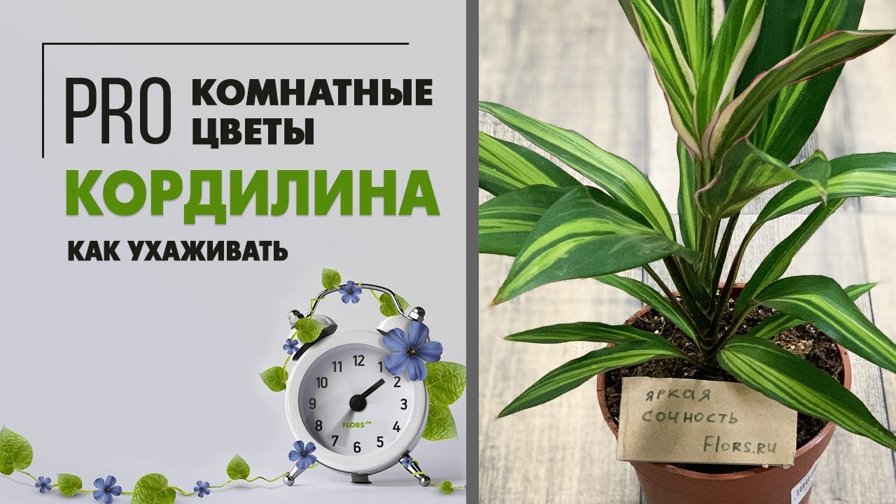 Кордилина: 4 вида тропиканки и правила ухода в домашних условиях