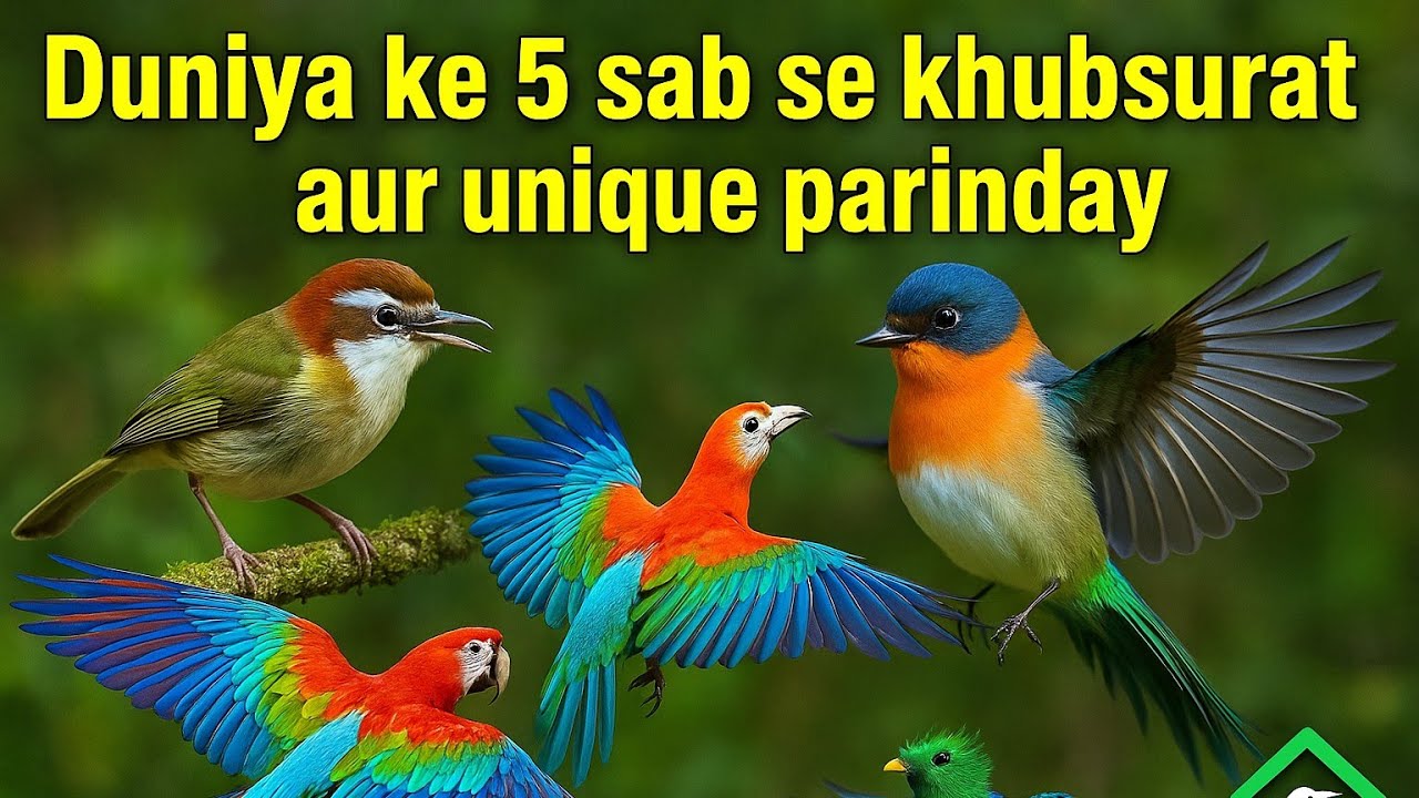 Duniya Ke 5 Sabse Khoobsurat Aur Rang Birangay Parinday | Nest of Info