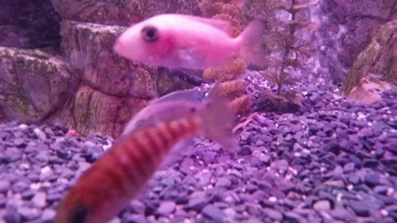 Copadichromis Trewavasae Ivoryhead mloto Chizumulu  Hona