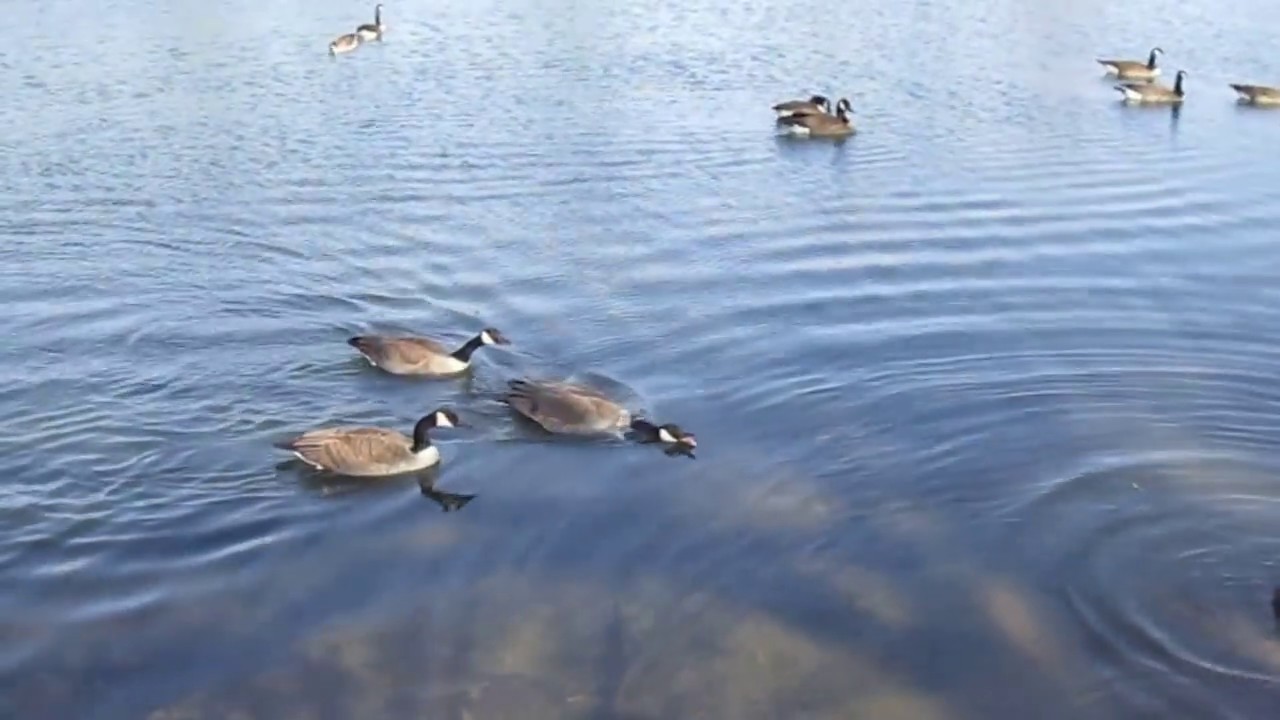 Canadian Geese Mating Season 2017