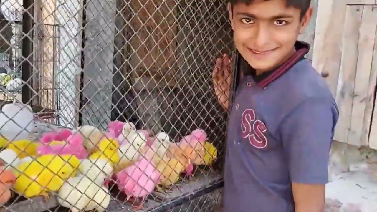 Aj pir sy chuzay lany gy hum || chicks chirping sounds || chotty vloggers channel 