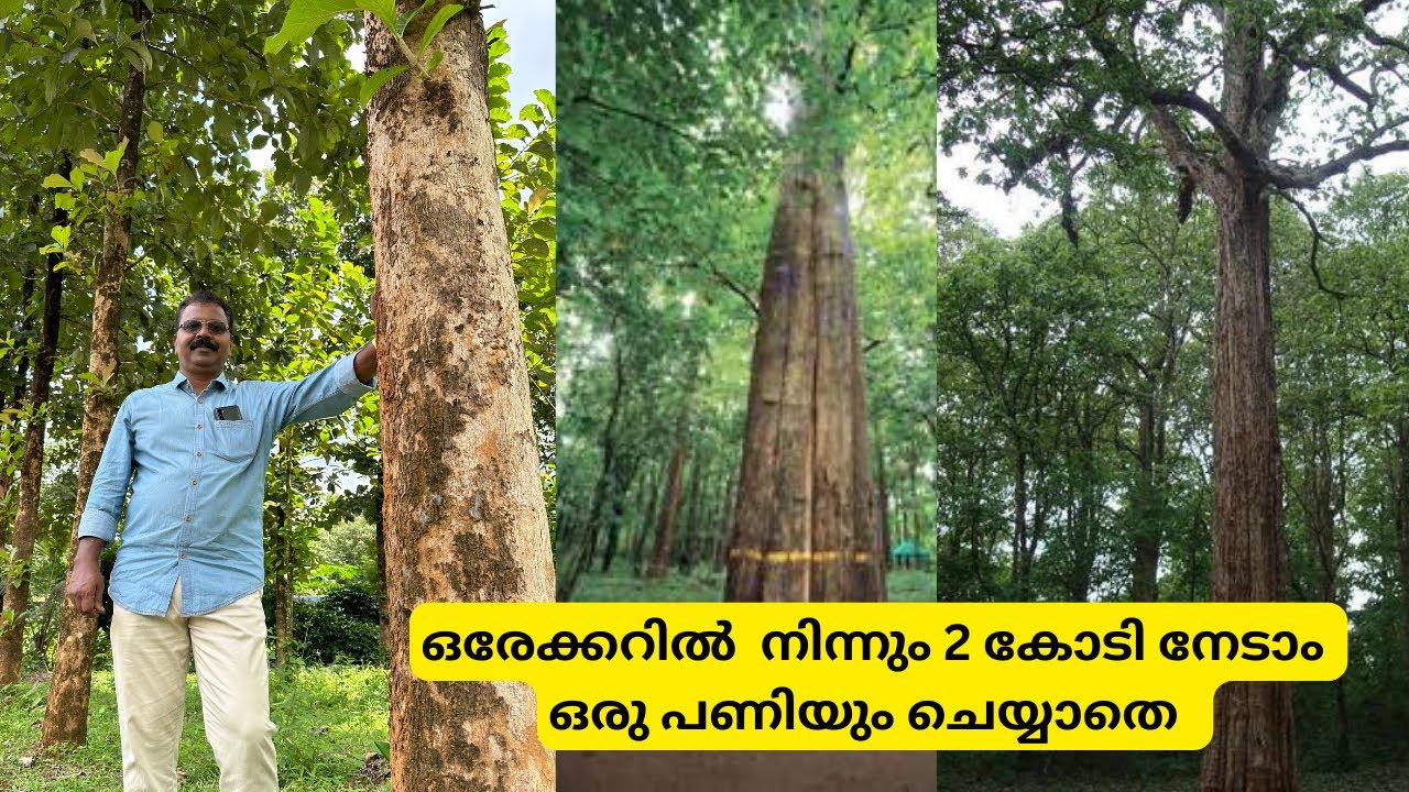 വെറും 200 മരങ്ങളിൽ നിന്നും 2 കോടി രൂപ വരുമാനം അതും ഒരേക്കറിൽ നിന്നും Tissue Culture Teak plants