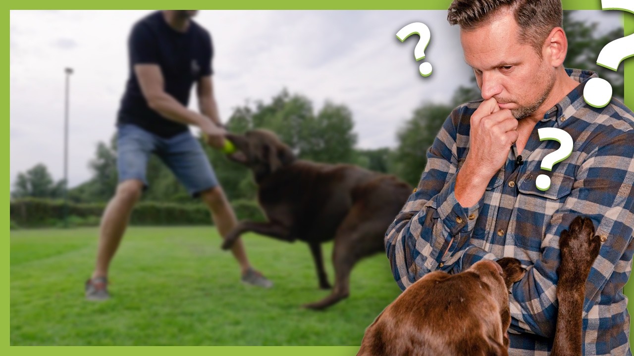 Irrglaube BESCH&Auml;FTIGUNG: So viel Auslastung braucht ein Hund wirklich (Beeinflussende Faktoren)