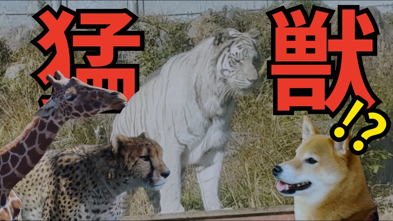 豆柴のイチさん　初めての動物園