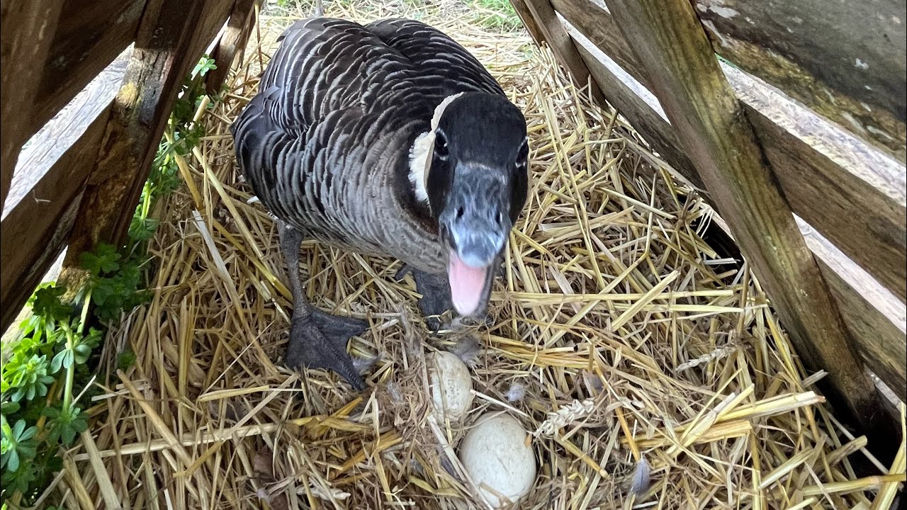 Début de reproduction 2024 ! 🤩 et présentation de URKA ! 🙊🤩🤩