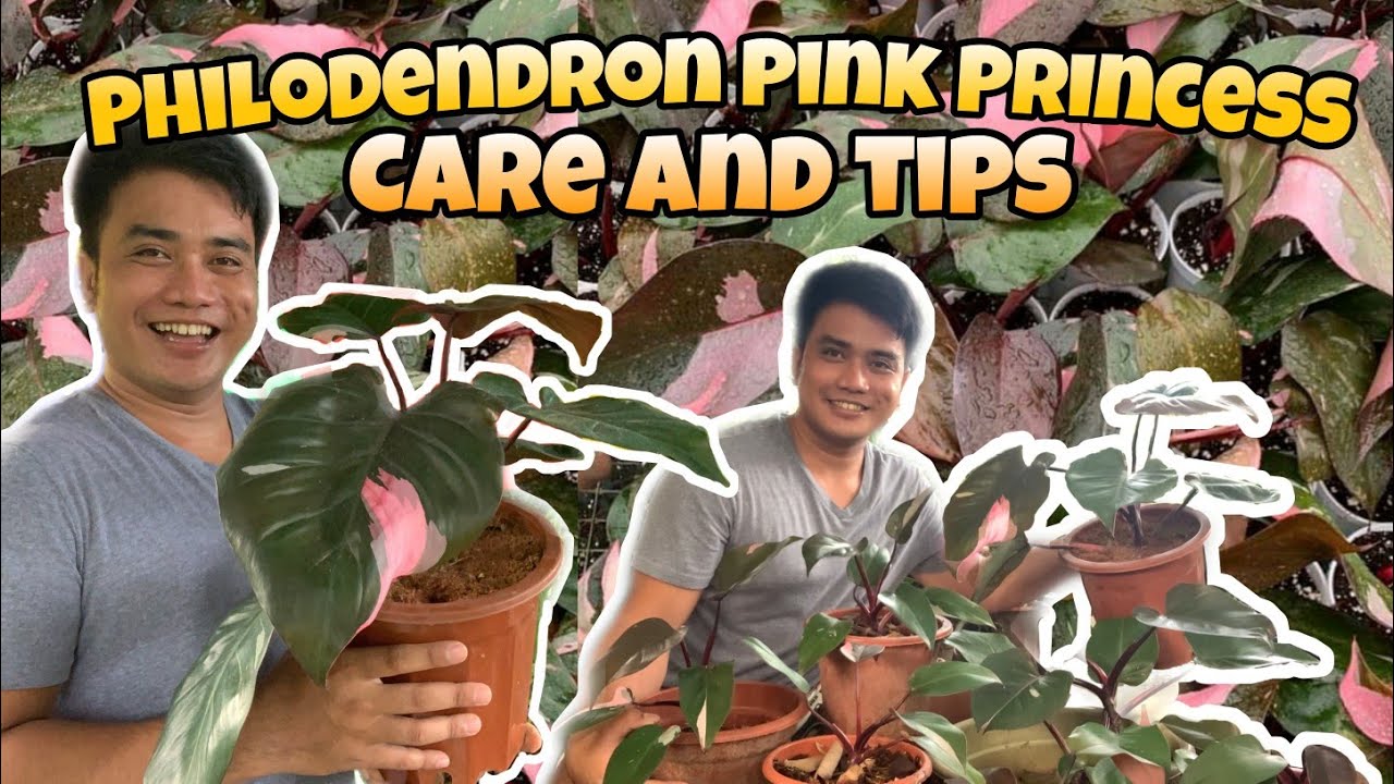 PHILODENDRON PINK PRINCESS CARE AND TIPS | MAHIRAP BA ALAGAAN ANG PINK PRINCESS? | MARK LASACA