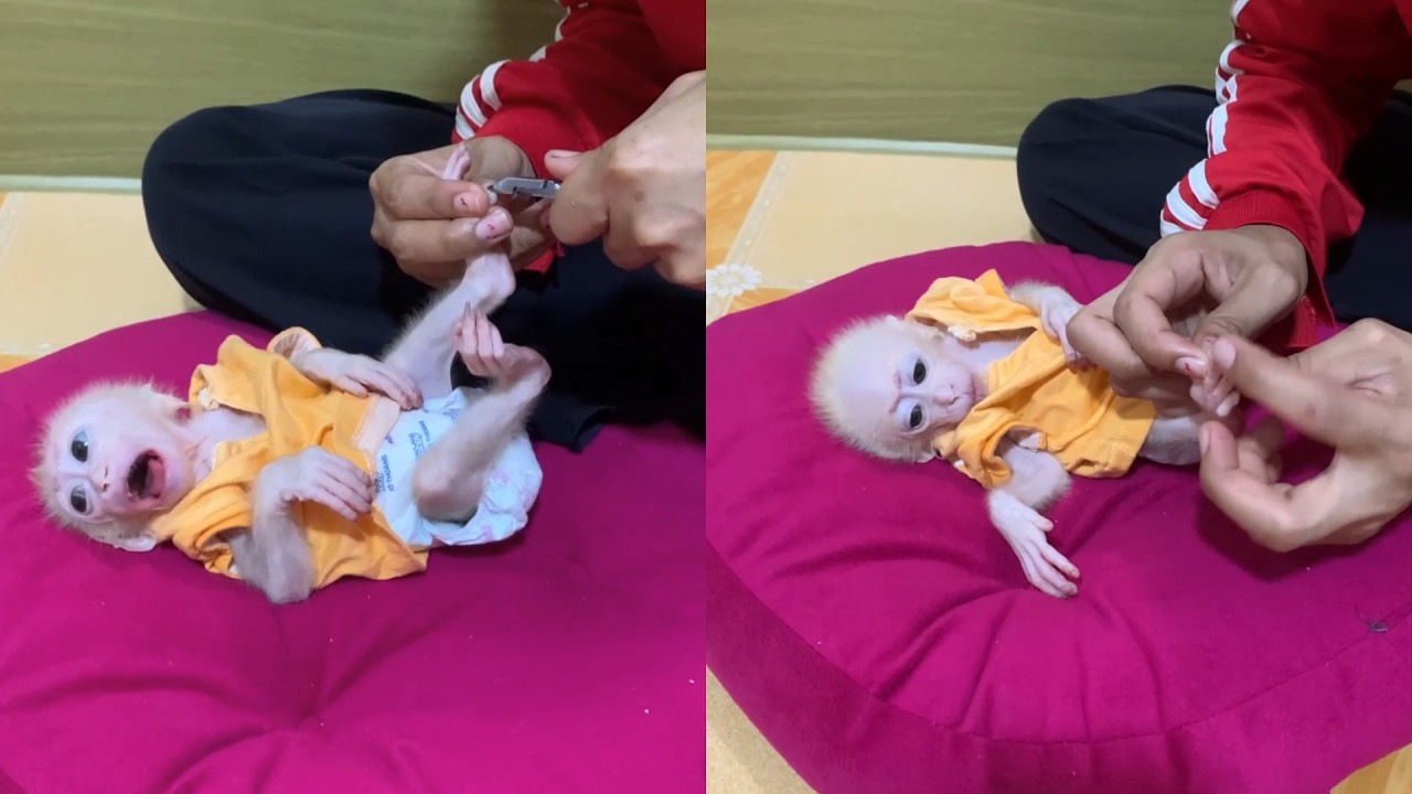 Sweet Baby Monkey Relaxing While Getting Groomed 💛