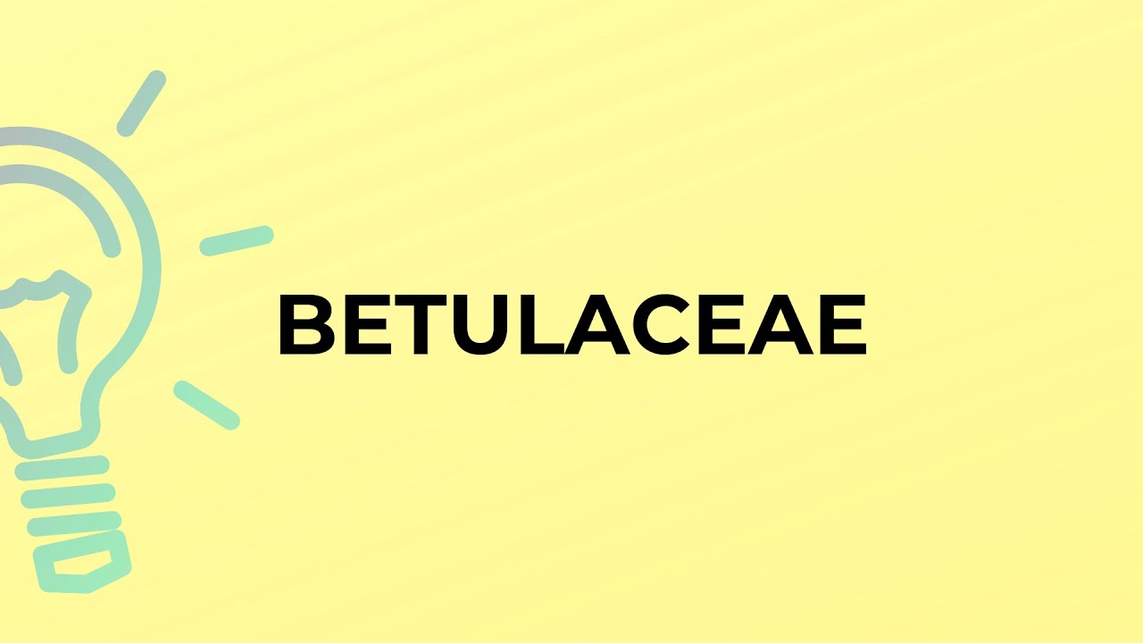 What is the meaning of the word BETULACEAE?