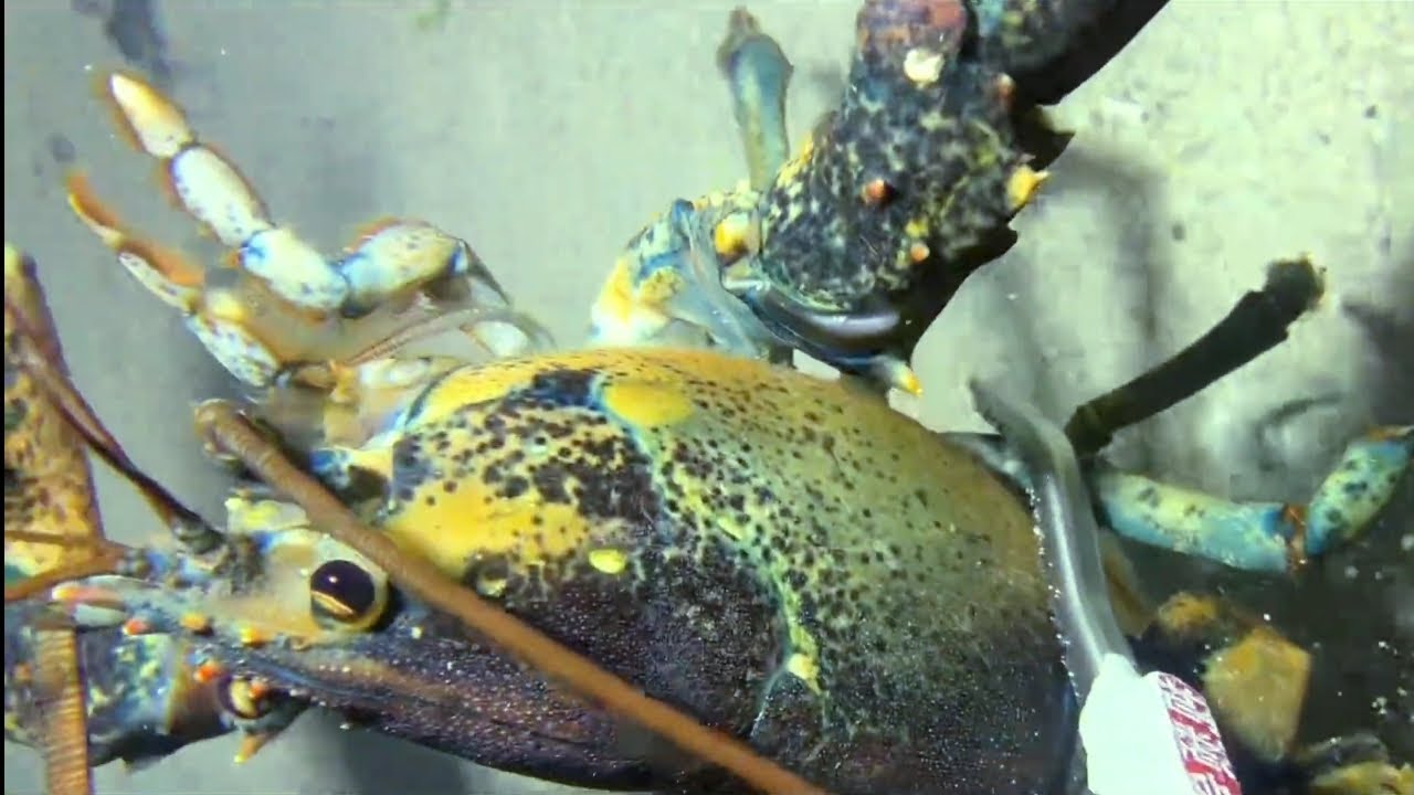 พี่ชายจับ กุ้งหอยปูปลา ในทะเล ep65