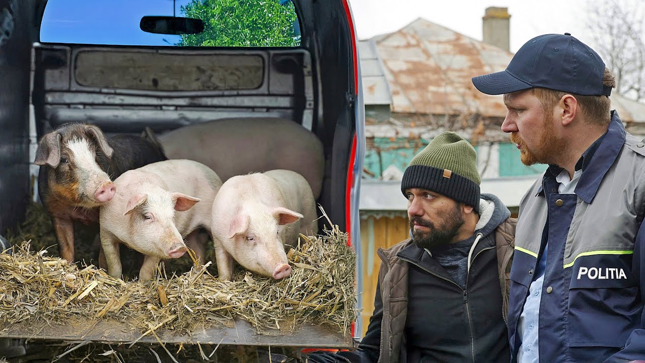 PORCI CONFISCAȚI DE POLIȚIE #3chestii