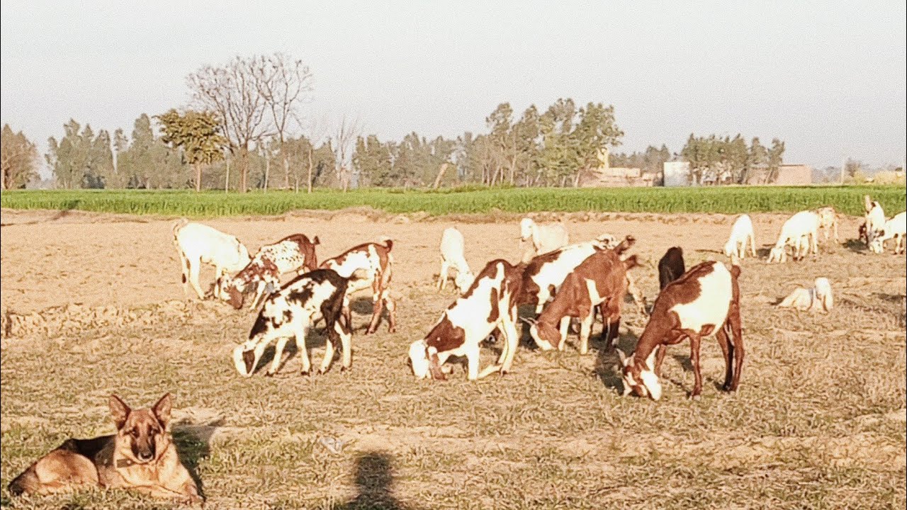 Evening Farm Life: Livestock Guardian Dog on Duty
