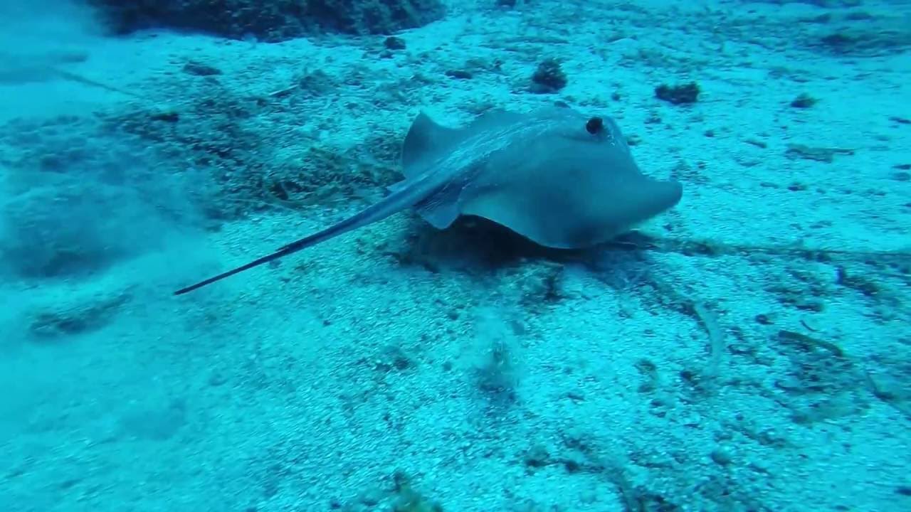 Stingray (Dasyatis pastinaca) Porto-Heli Scuba Club