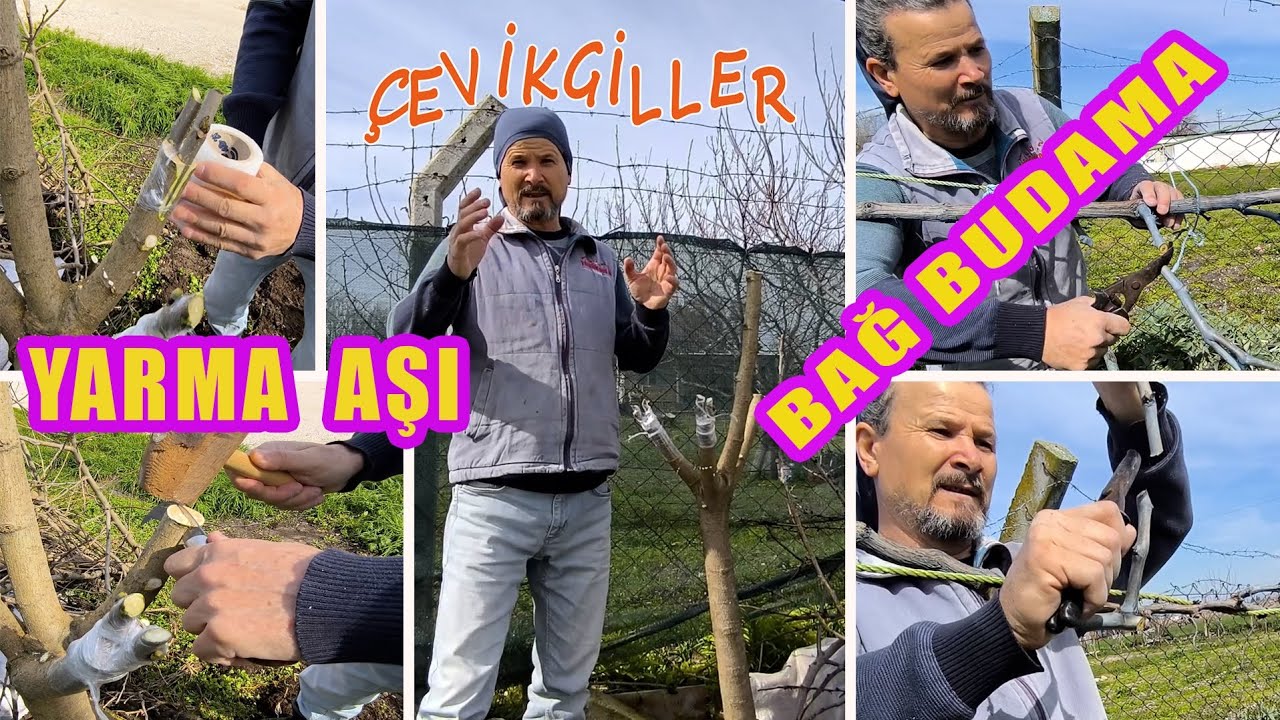 AŞI YAPMA BAĞ VE FİDAN BUDAMA 