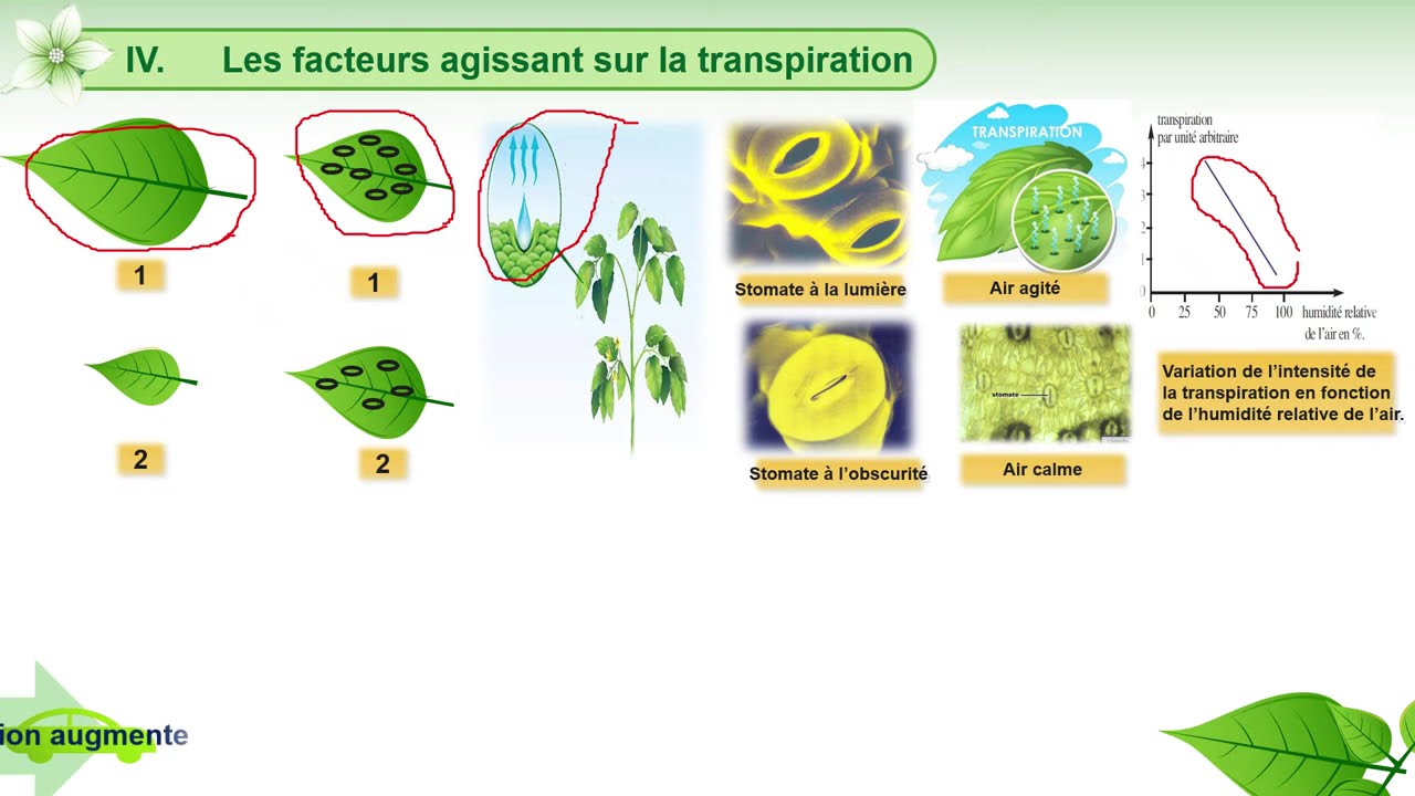 La transpiration