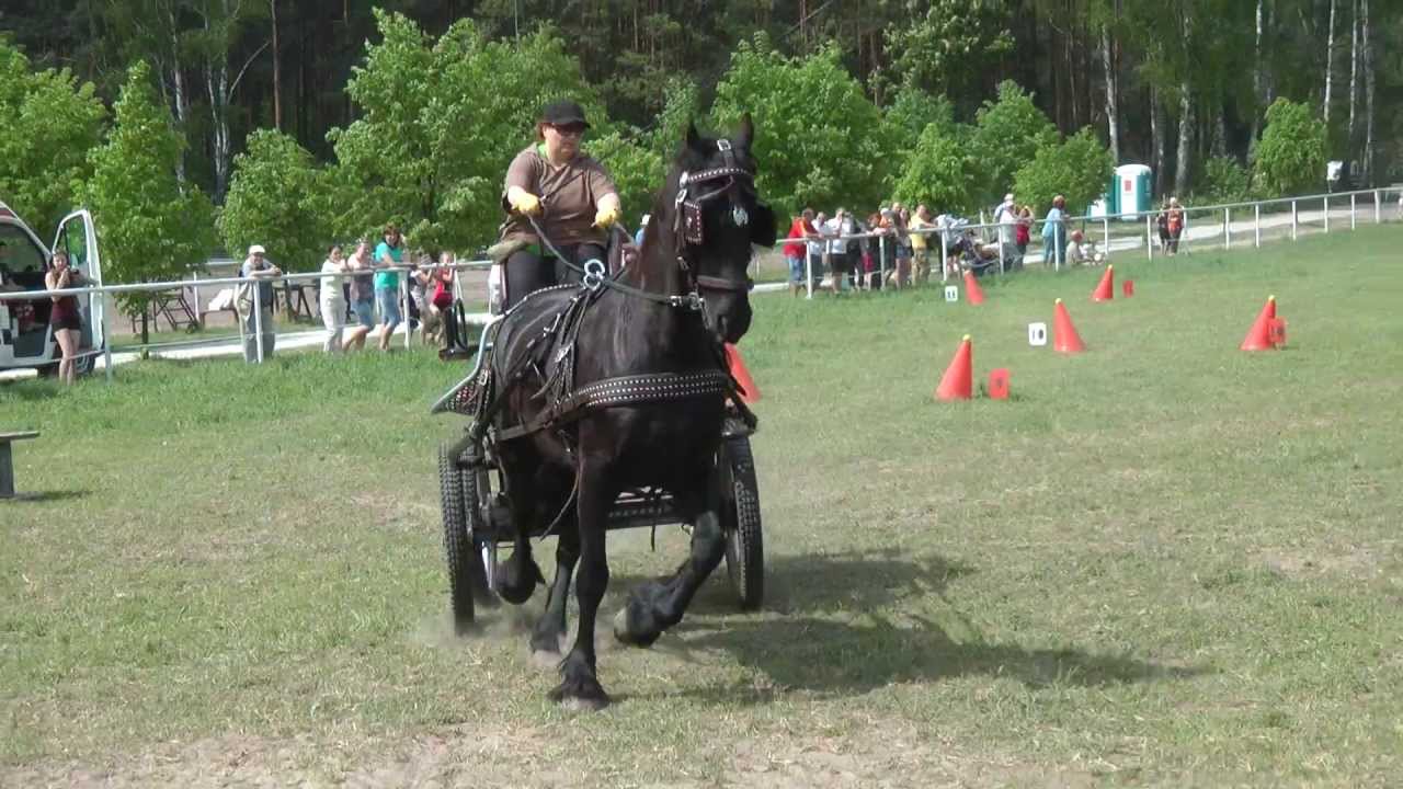 Zawody zaprzęgowe w Kobra Park - wybrane przejazdy cz. 1