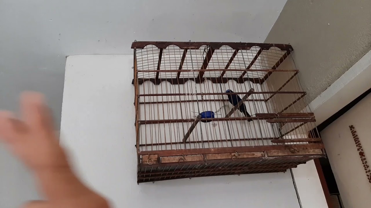 como foguear (( azulao )) com femea da forma correta passaro a passo