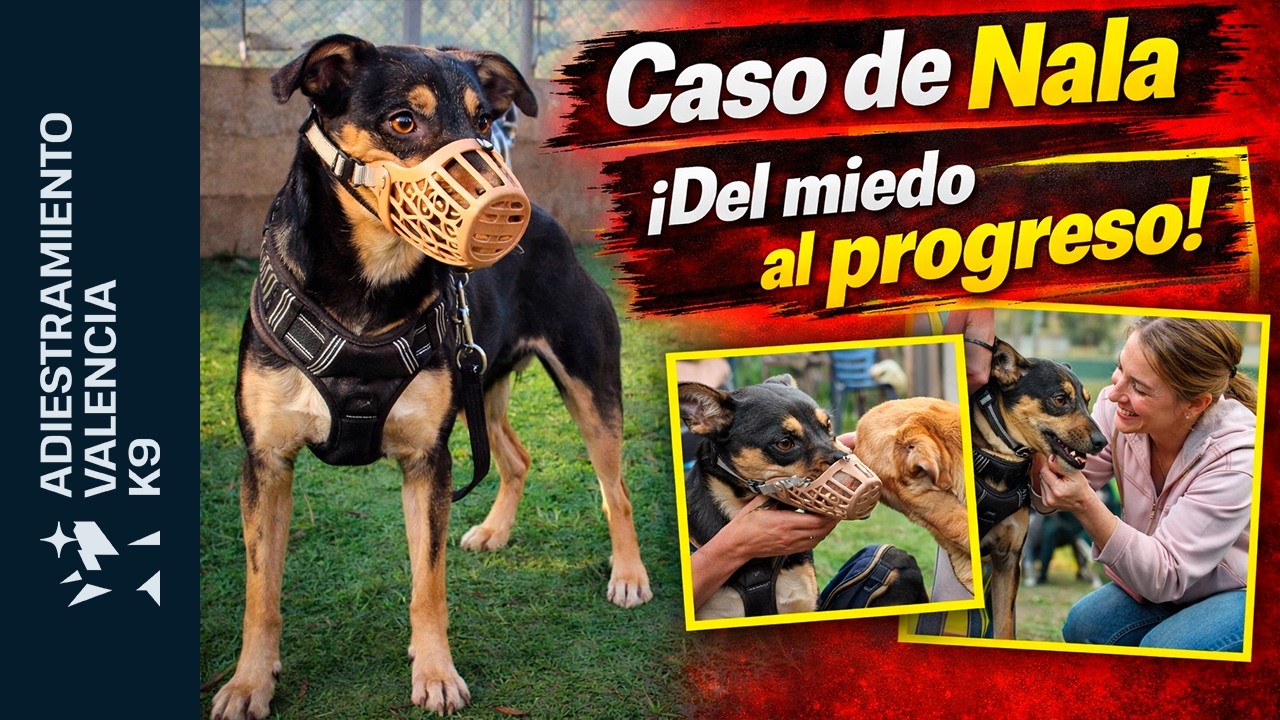 El cambio de Nala: de no confiar en nadie a volver a creer 🐾
