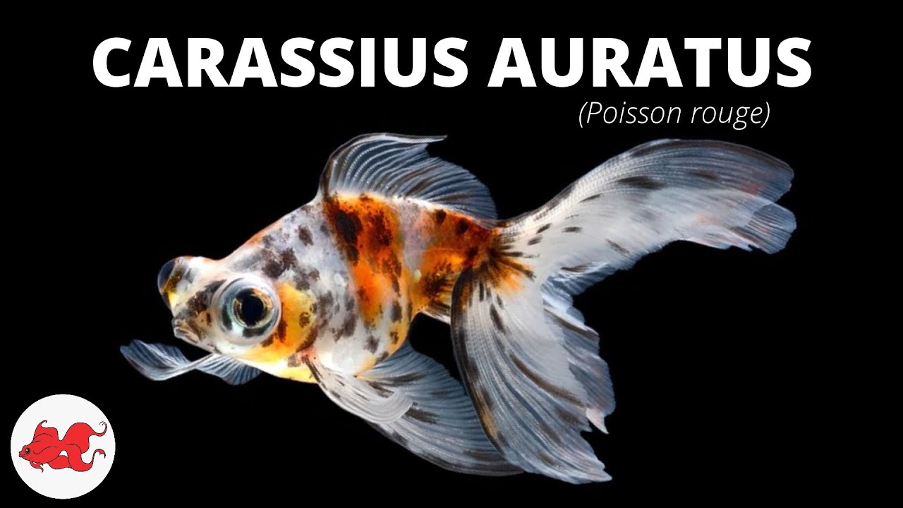 Poisson rouge - Carassius auratus ✔