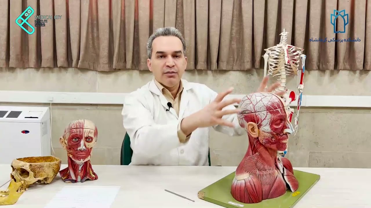 Persian Anatomy, Anatomy of the Scalp, آناتومی اسکالپ