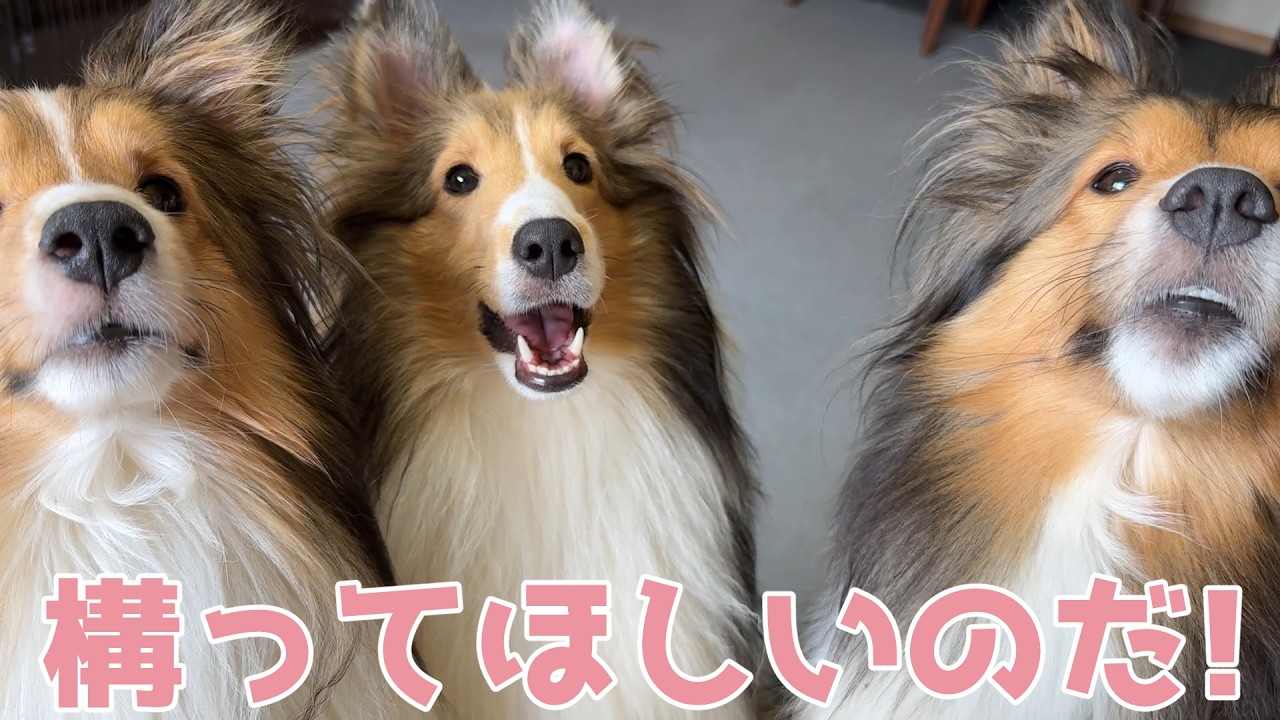 【シェルティ】構ってほしいのだ♡【みんな可愛すぎる】