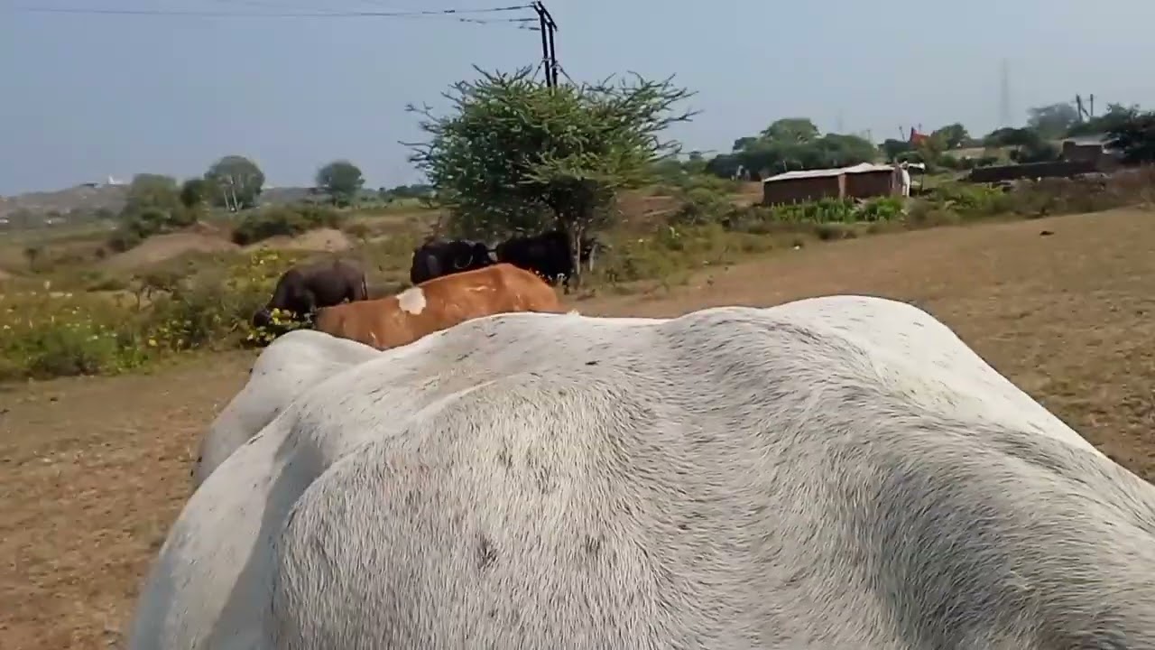 હલો ભેસો માં