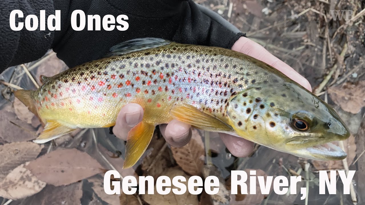 Fly Fishing Cold Ones, Genesee River, New York - Wooly Bugged