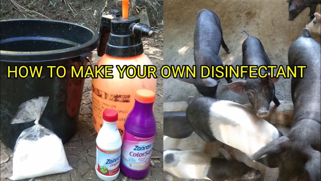 DISINFECTANT FOR PIGS🐖🐷#farming #buhayprobensiya #countrylife #pig #animals #rurallife #farmlife