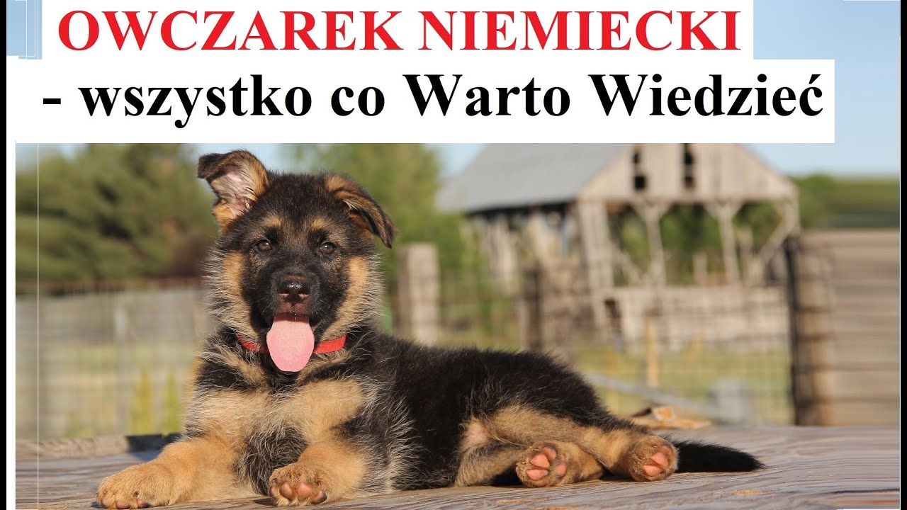 OWCZAREK NIEMIECKI - Wszystko co Warto Wiedzieć
