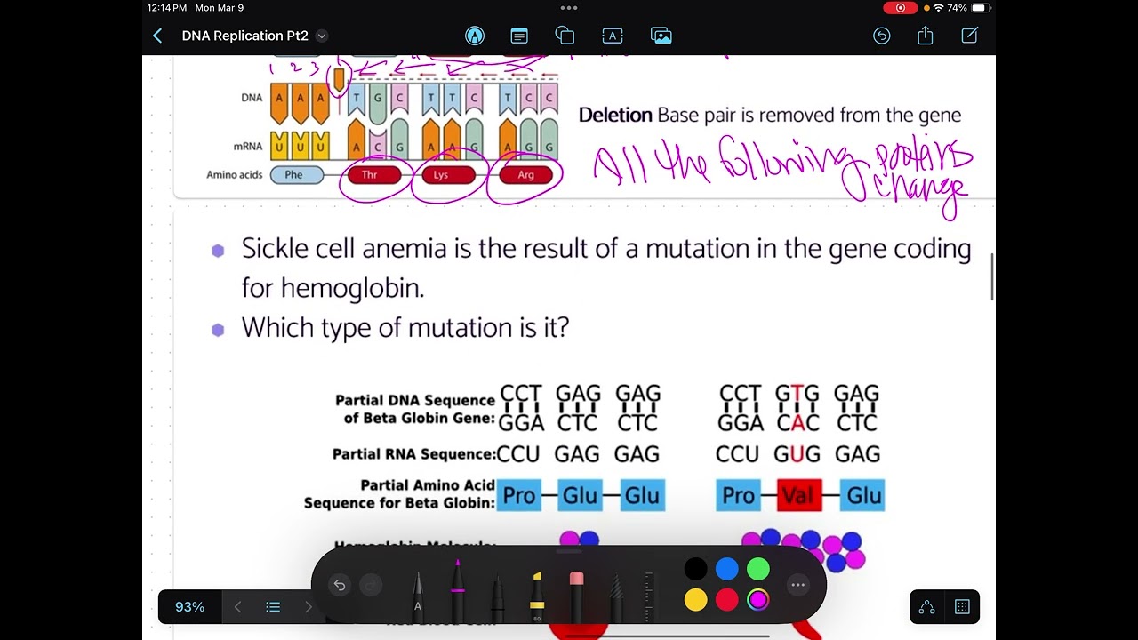 DNA Rep & Protein Syn Pt4