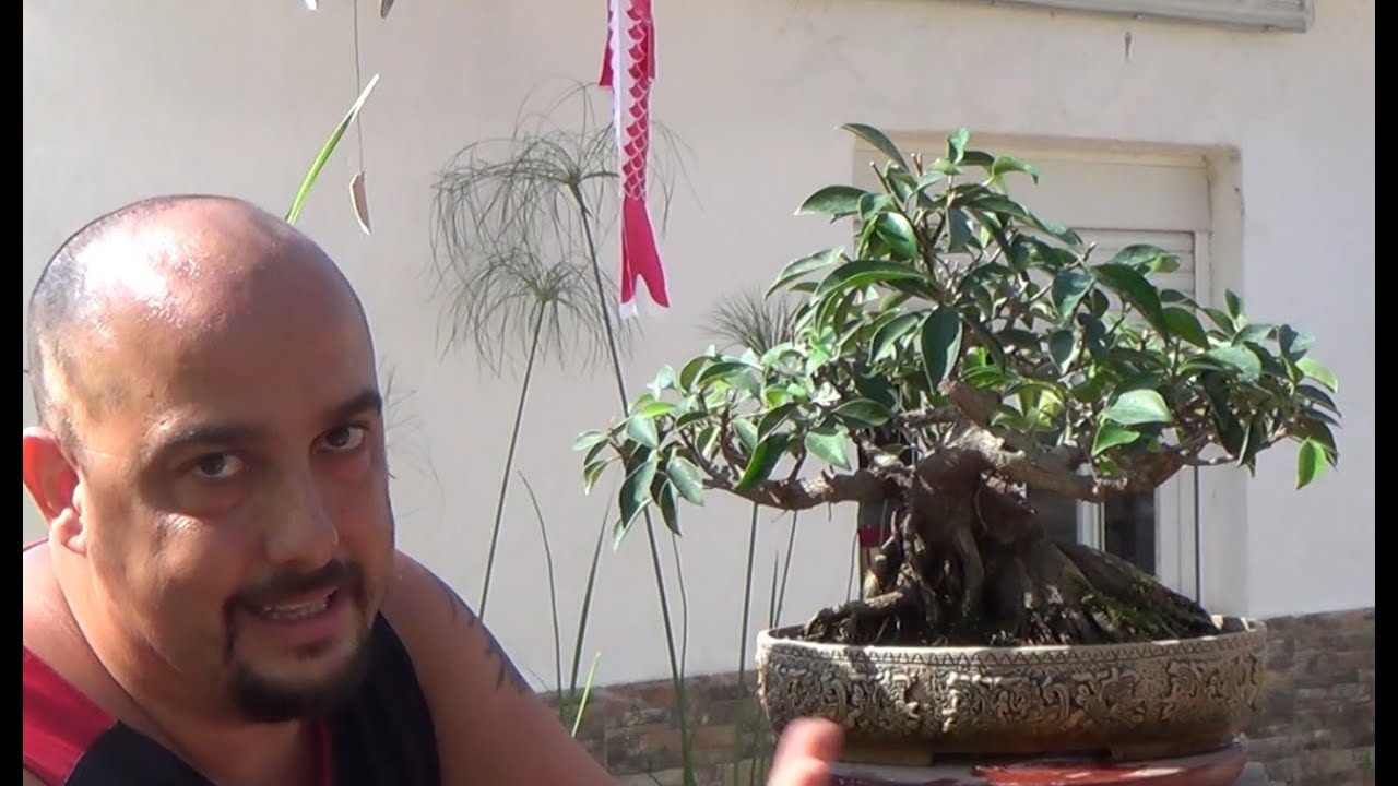 El bonsai que era un Ficus Ginseng - Refinado