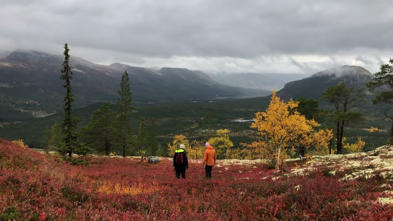 bellingmo turns orange, red & yellow