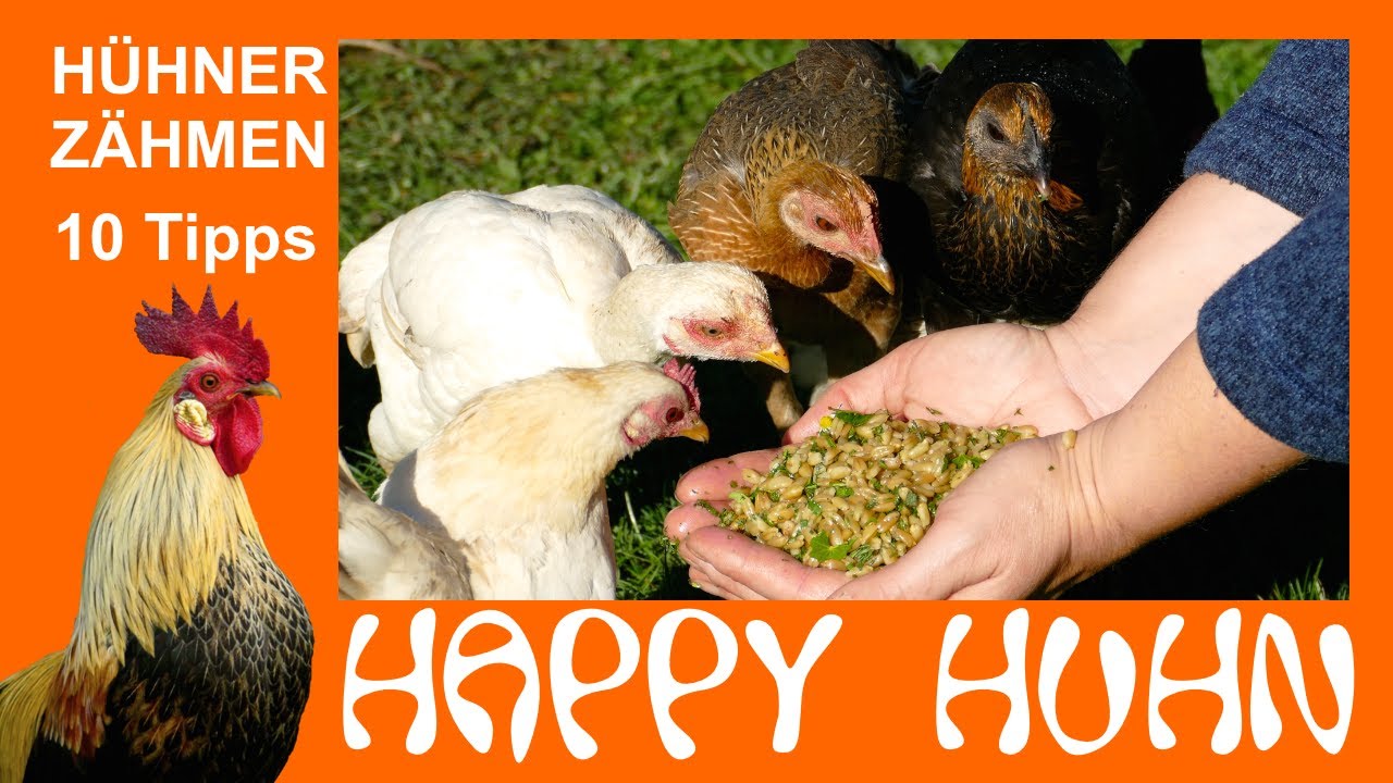 E152 Die 10 besten Tipps f&uuml;r zahme H&uuml;hner - HAPPY HUHN - H&uuml;hner z&auml;hmen, wie geht das? Tricks, Ideen