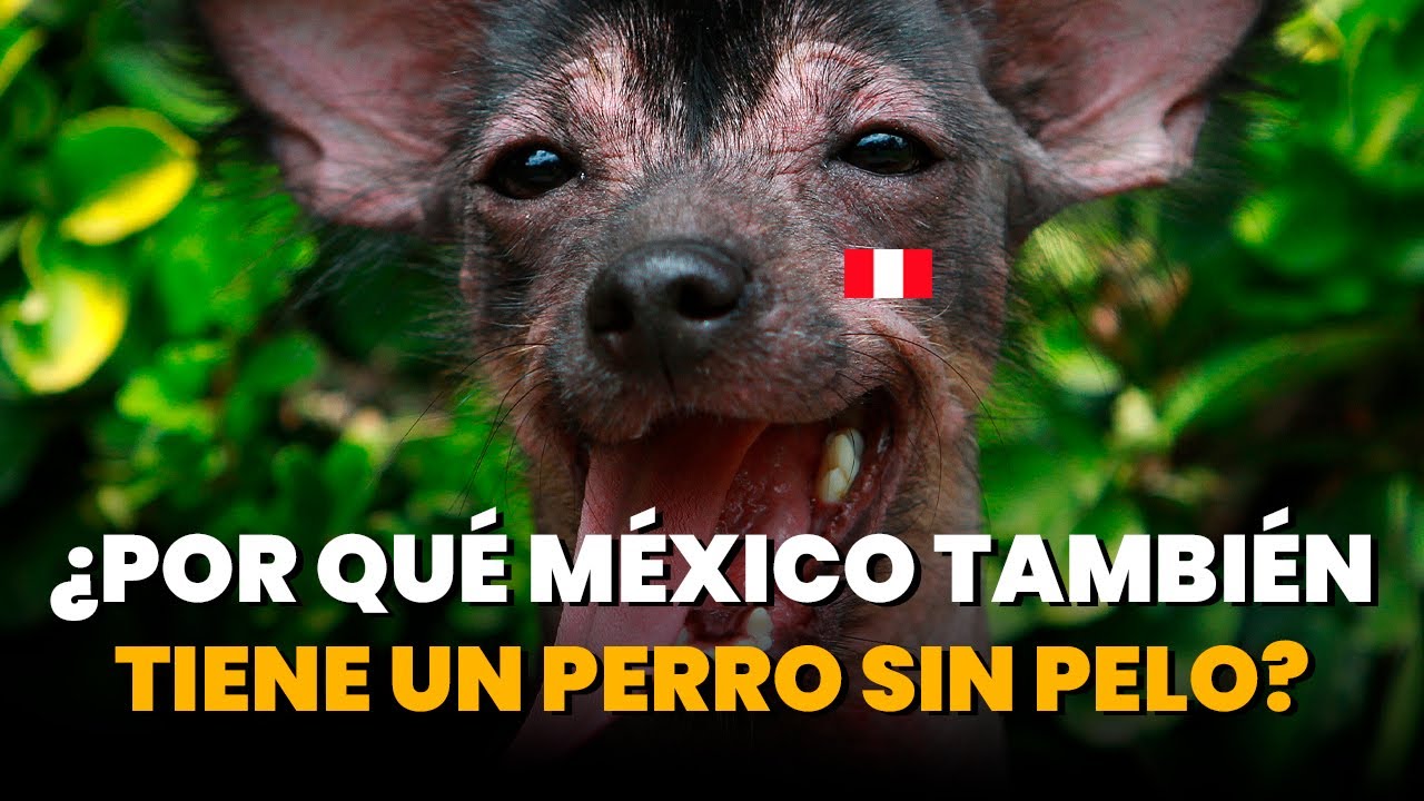 8 Curiosidades sobre el Perro Peruano sin Pelo 🇵🇪🐾