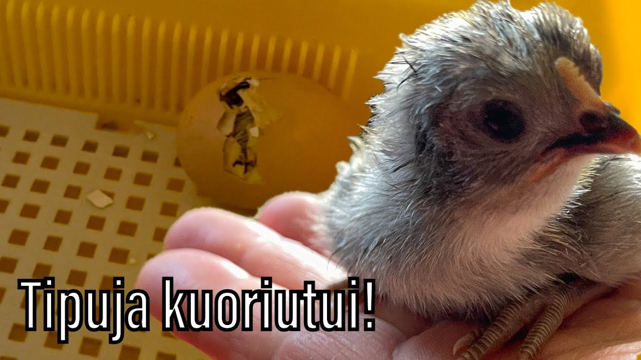 Tipuja kuoriutui | Arkivlog
