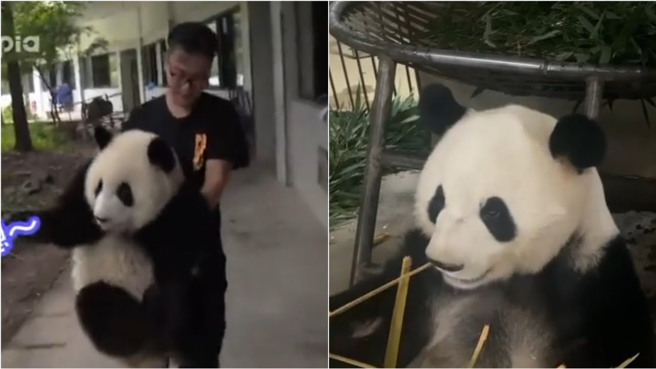 1:The famous  conversation  between MengLan and Nanny Zhang. 2vd:After MengLan Went Back Yesterday🤣
